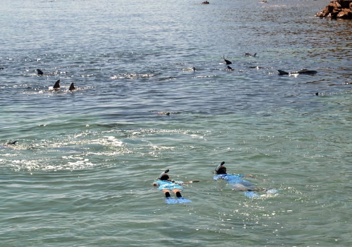 3febdolphins17 (103) - ARTICLE - IF THE OTHER ONE THAT IS SIMILAR DOESNT WORK WITH SIZING.JPG